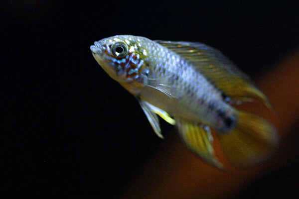 Apistogramma borellii 