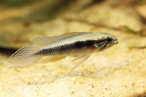 Apistogramma Elizabethae wild, hane