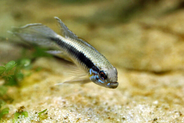 Apistogramma Elizabethae hane, wild