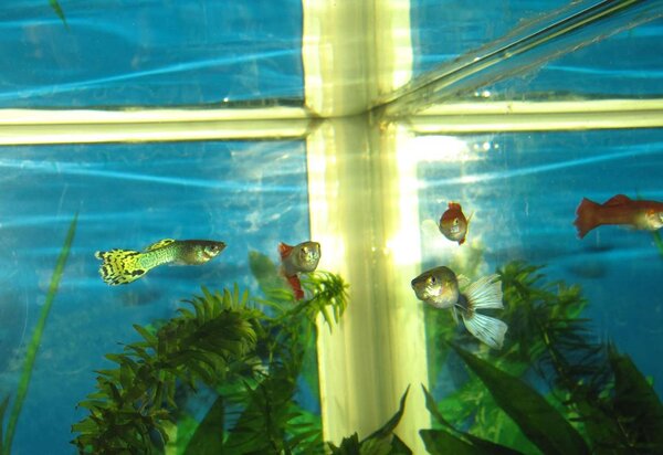 2009 04 18 Ett gäng guppys