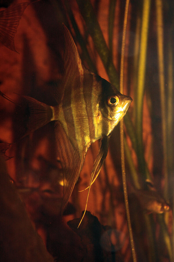 Pterophyllum Altum