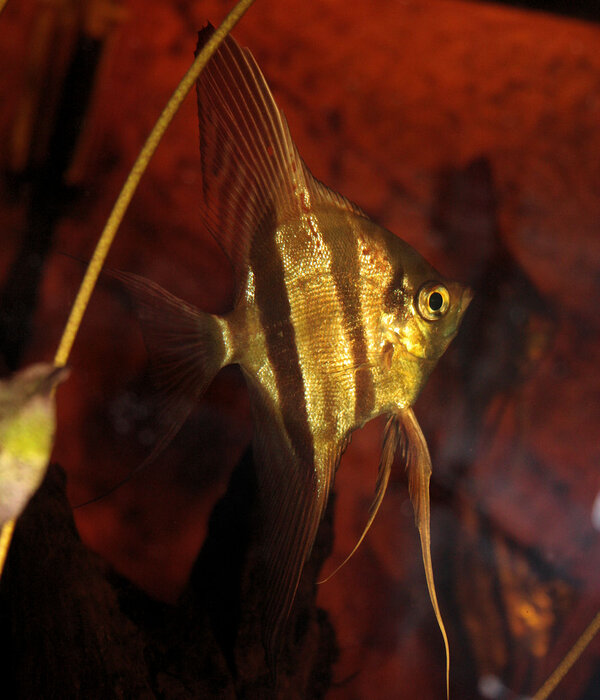 Pterophyllum Altum