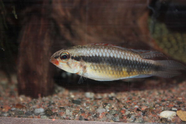 Apistogramma Iniridae