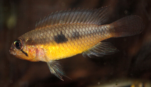 Apistogramma Iniridae