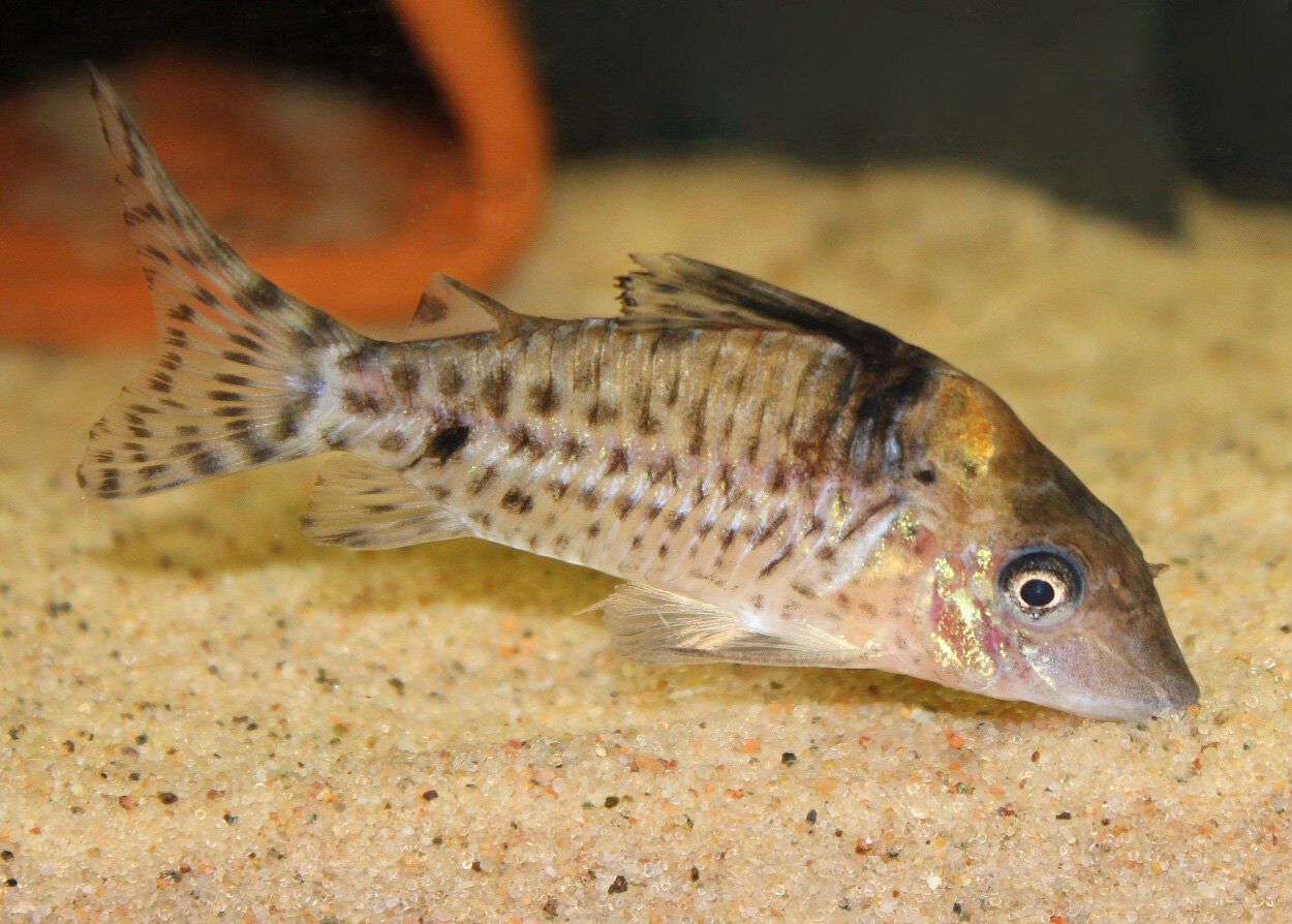 Corydoras blochi