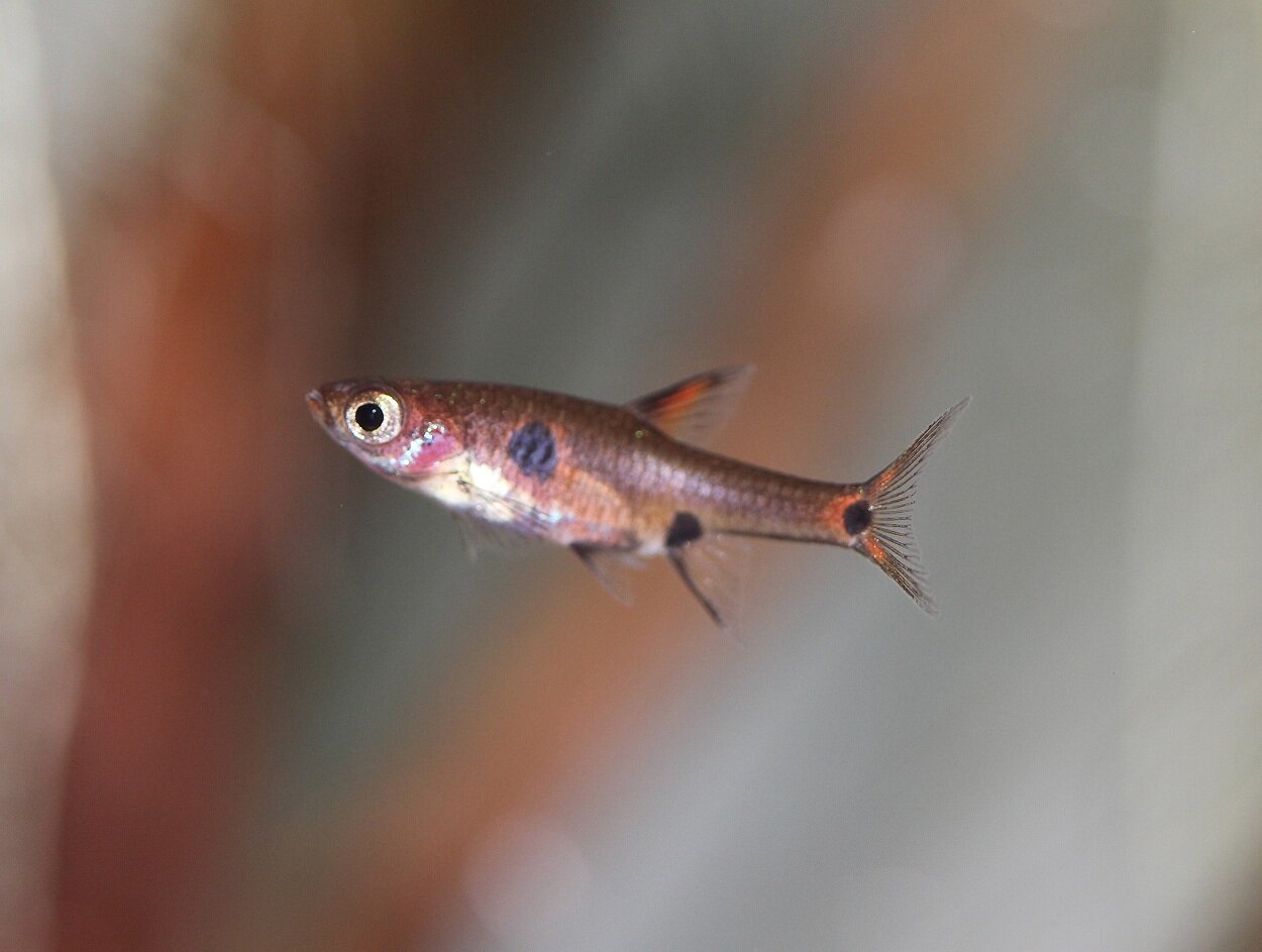 Boraras Maculatus