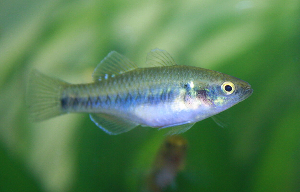 Hypseleotris compressa