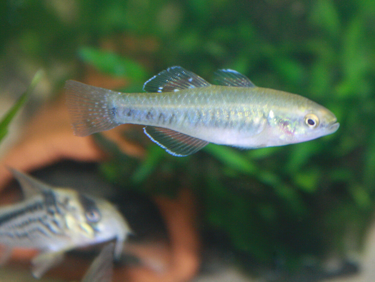 Hypseleotris compressa