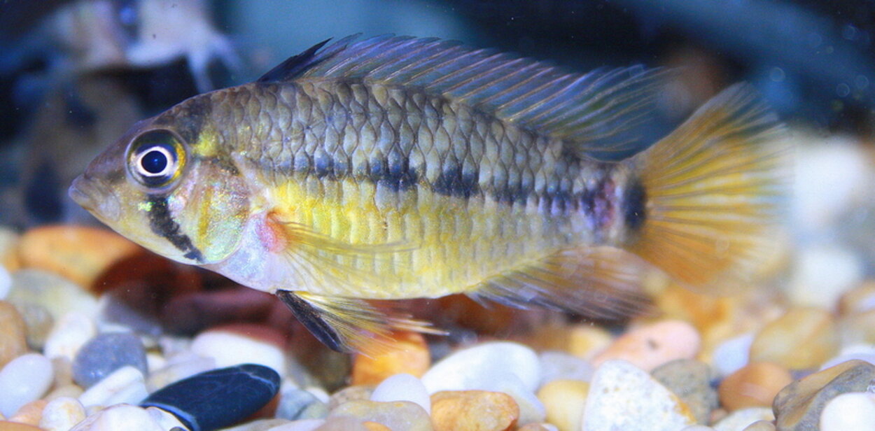 Apistogramma..