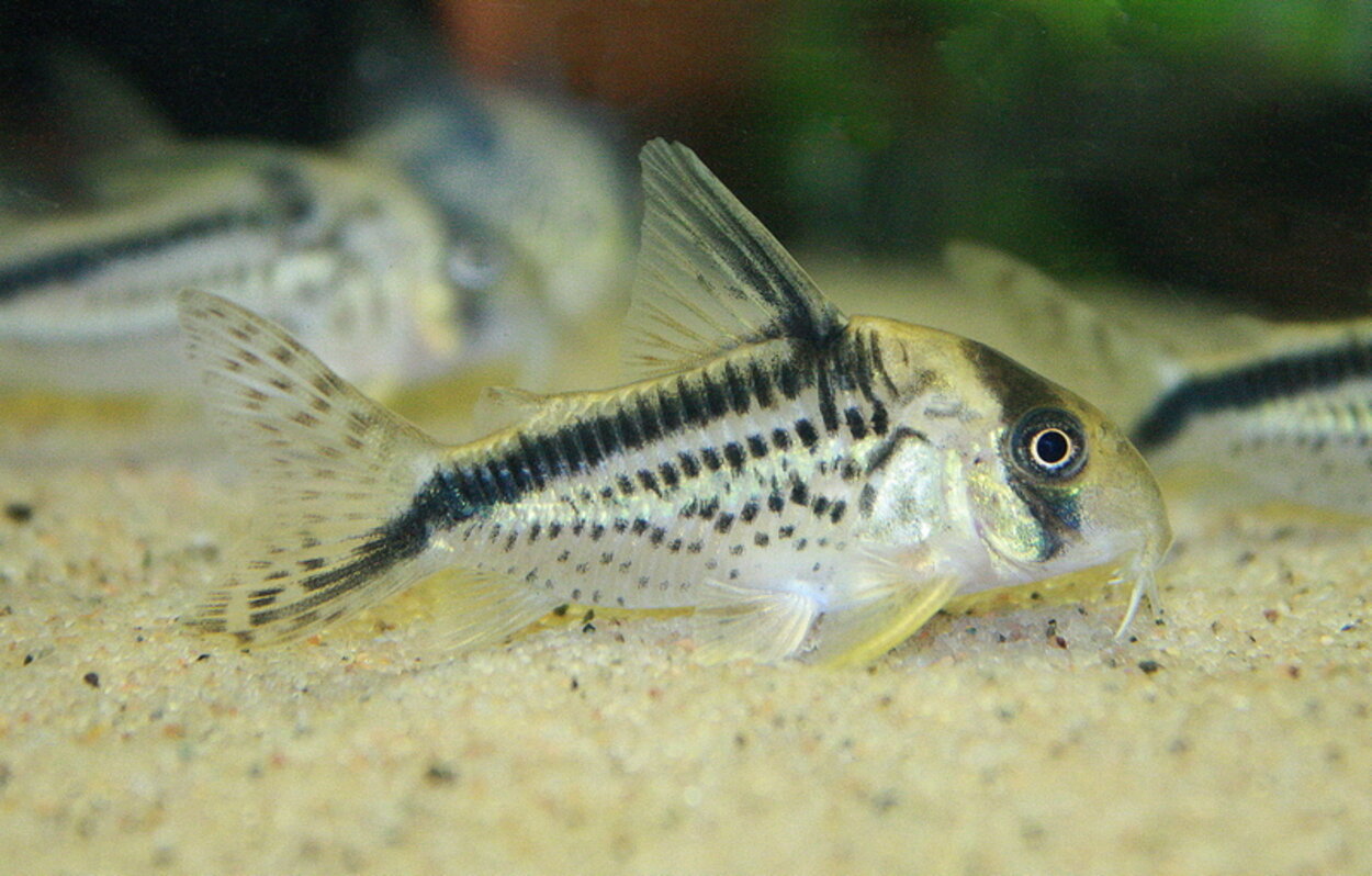 Corydoras Loxozonus