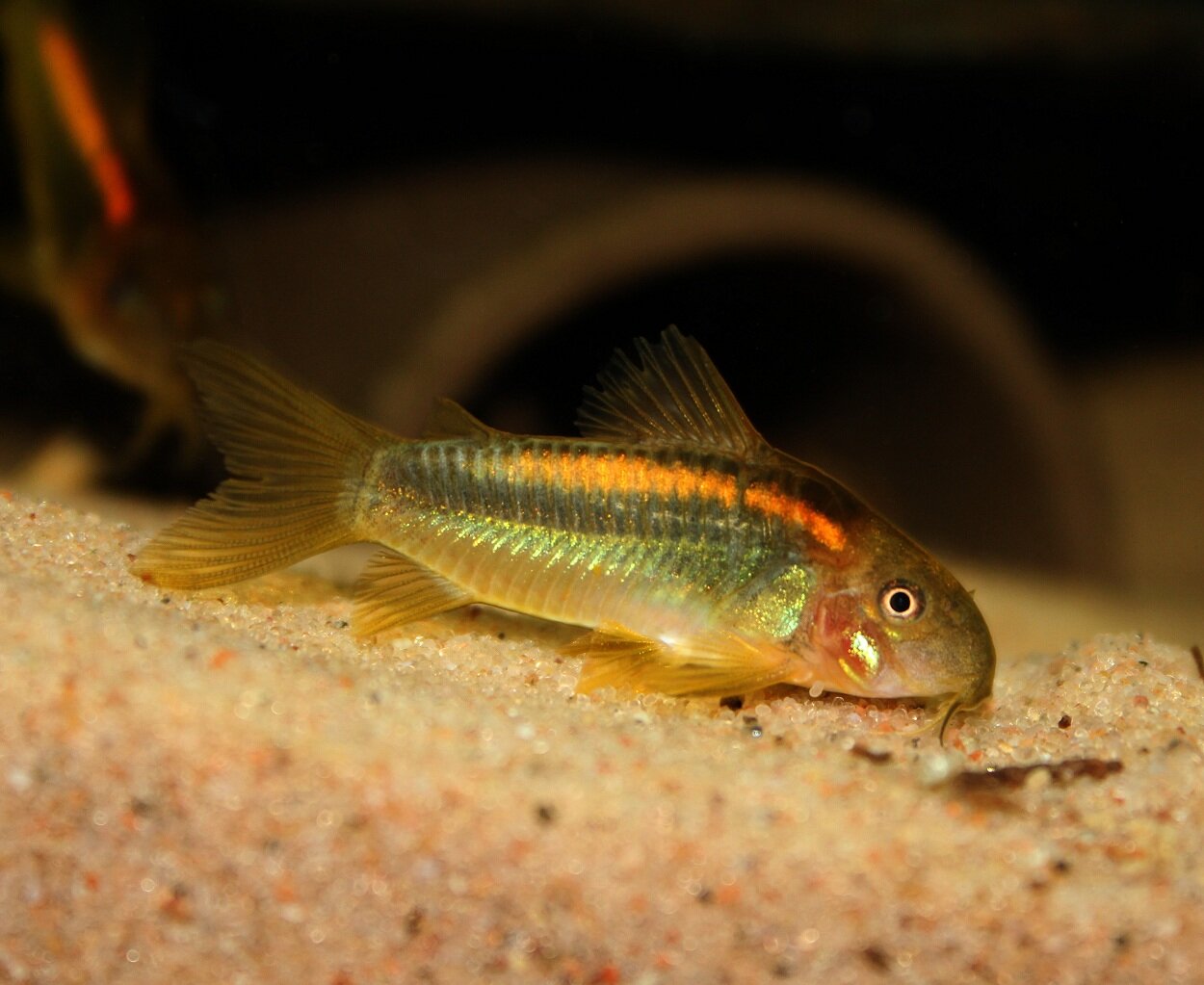 Corydoras golden stripe