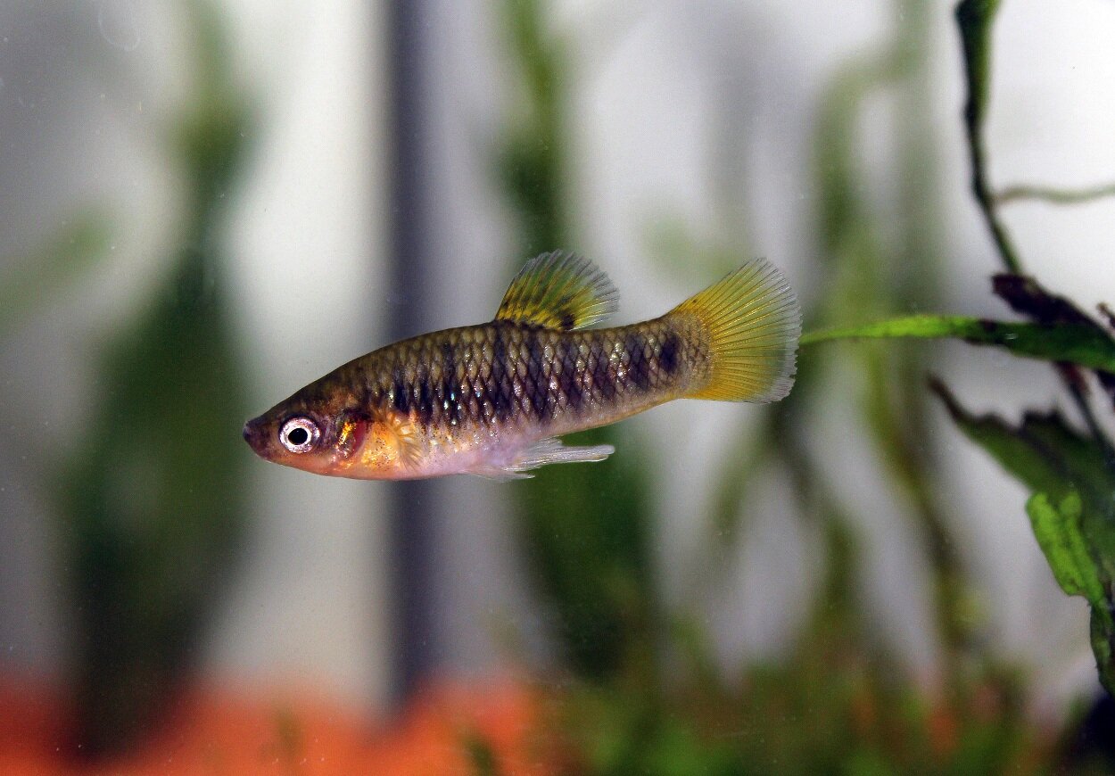 limia nigrofasciatus "Tiger limia"