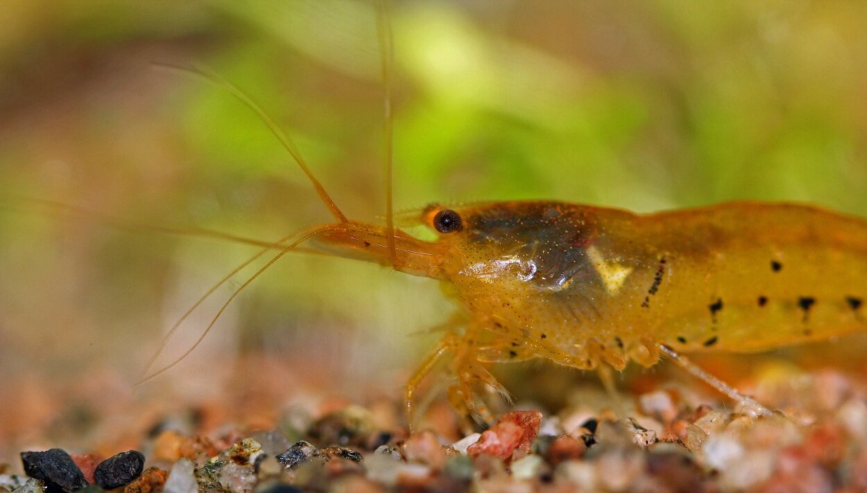 Caridina Serrata var. "Tangerine Tiger"