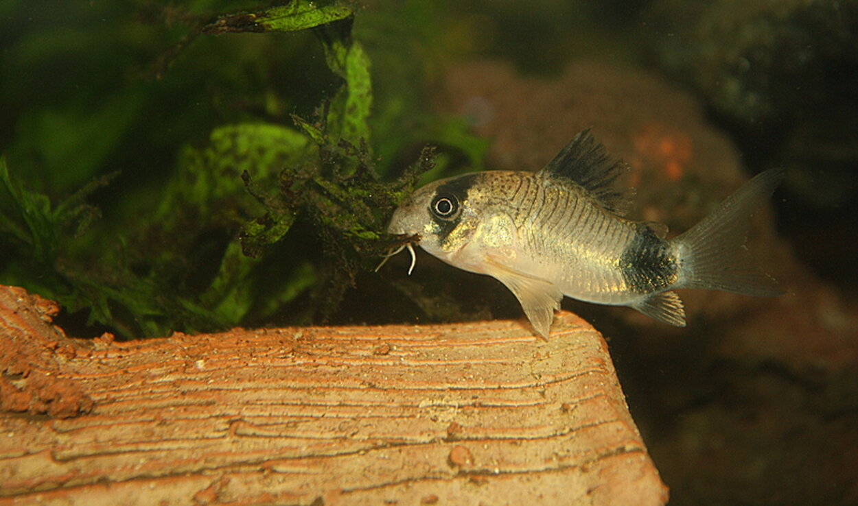 Corydoras Panda