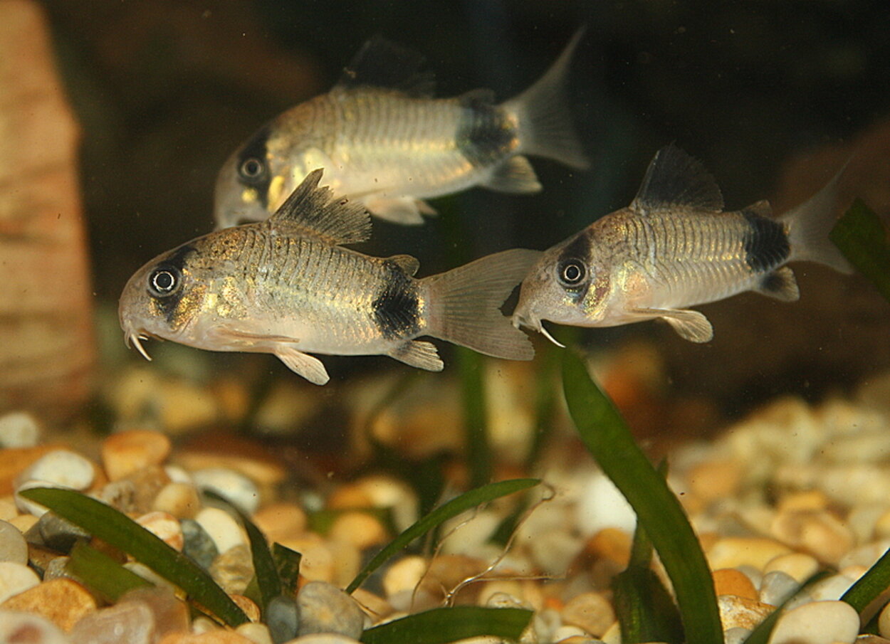 Corydoras Panda