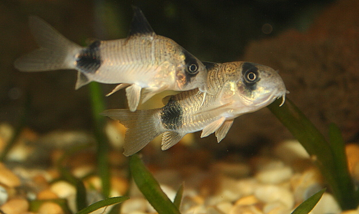 Corydoras Panda