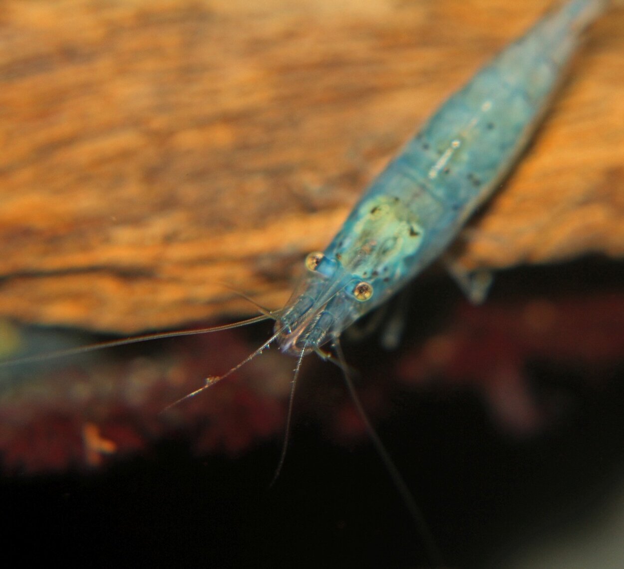 Neocaridina cf. zhangjiajiensis var. blue