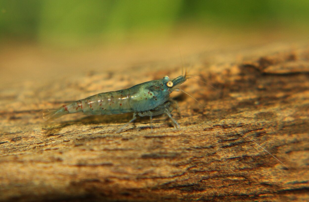 Neocaridina cf. zhangjiajiensis var. blue