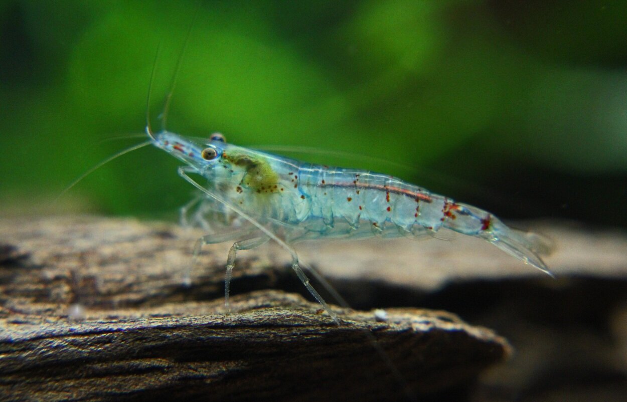 Neocaridina cf. zhangjiajiensis var. blue