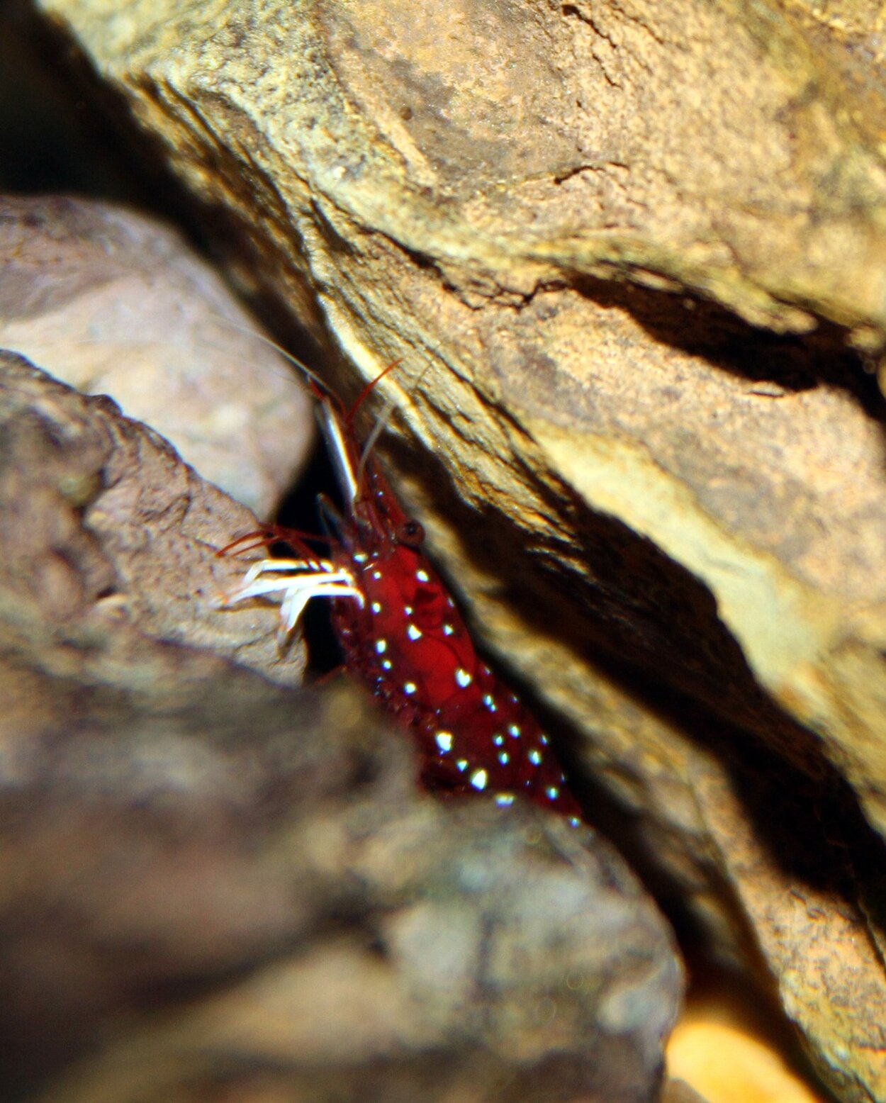 Caridina dennerli