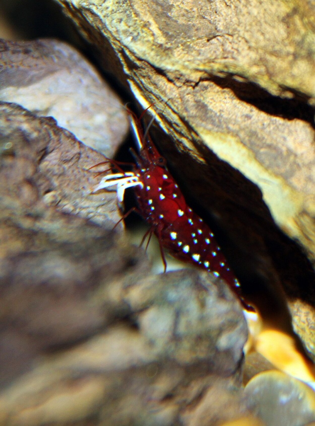 Caridina dennerli