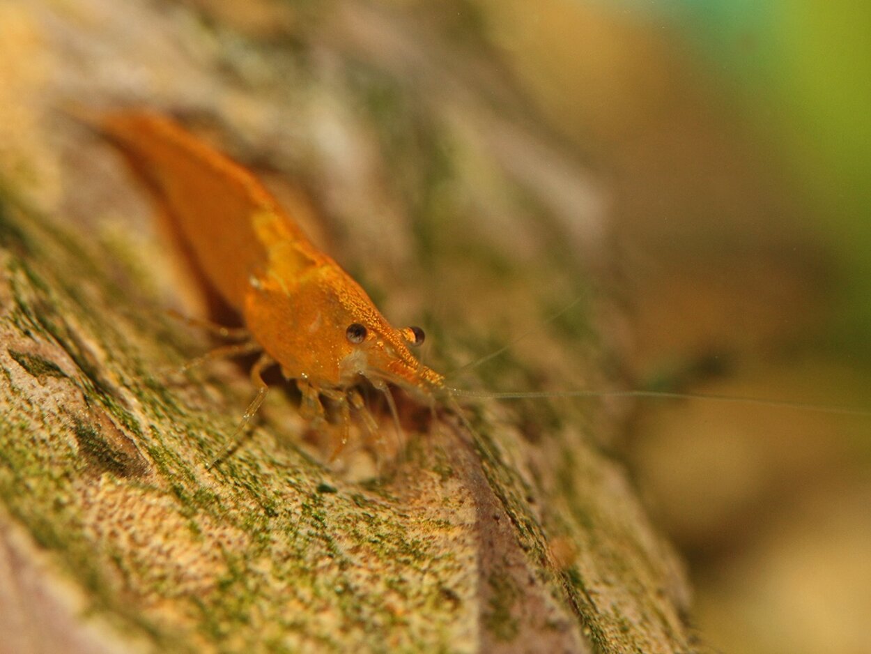 Neocaridina heteropoda var. orange