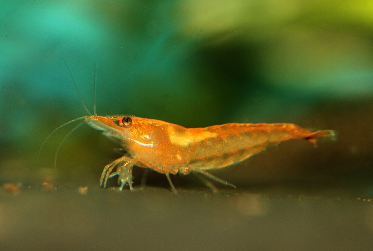 Neocaridina heteropoda var. orange