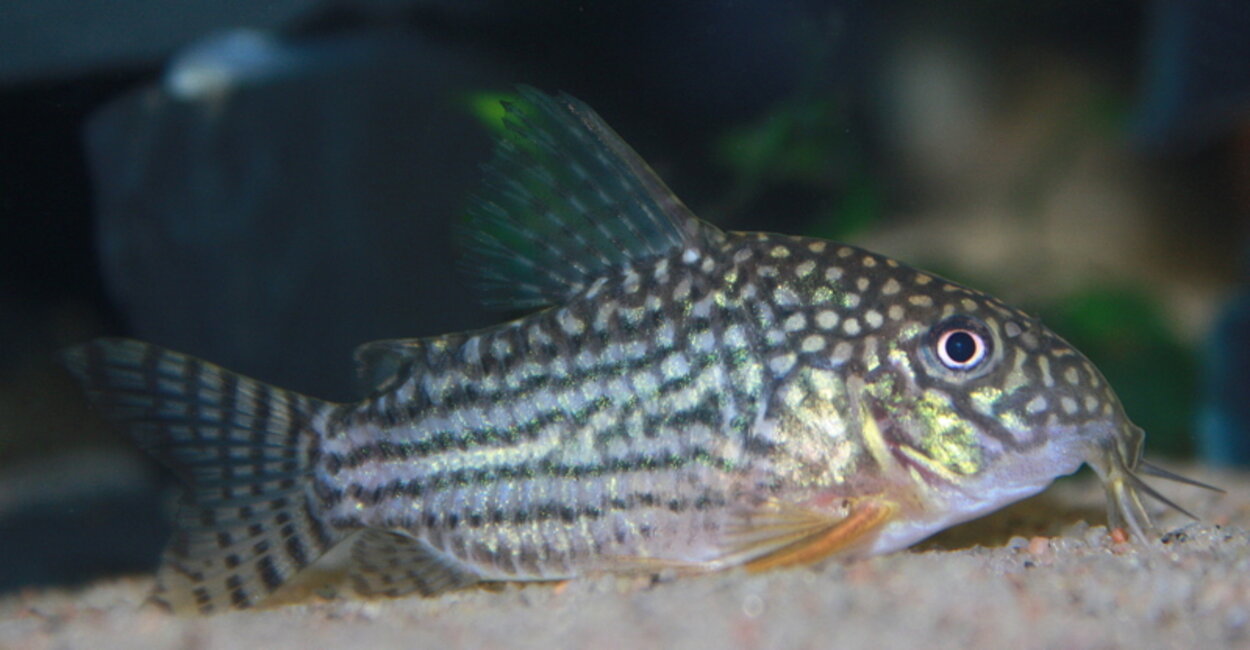 Corydoras Sterbai