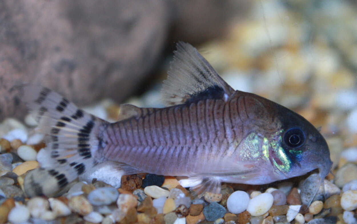 Corydoras Oiapoquensis