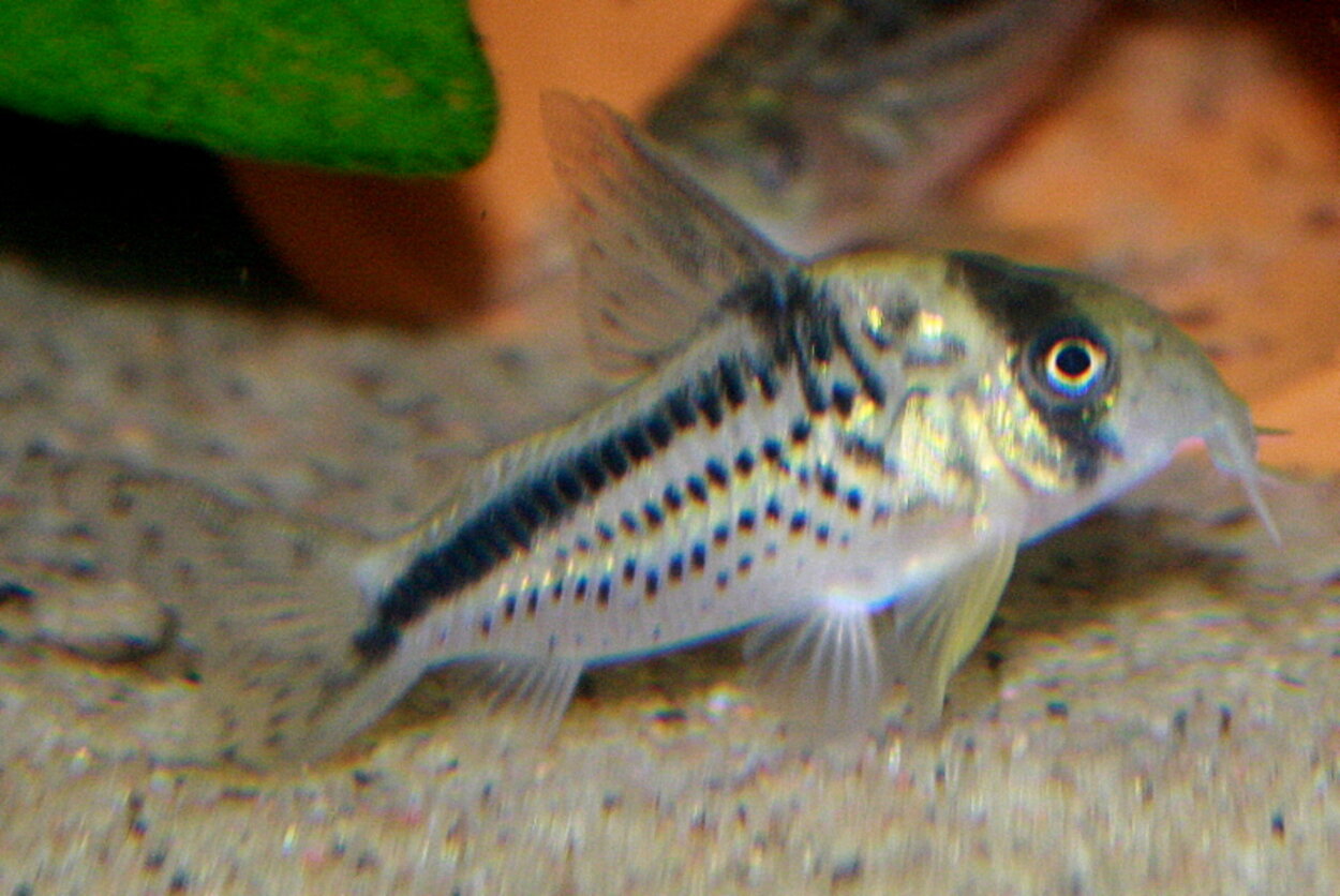 Corydoras Loxozonus