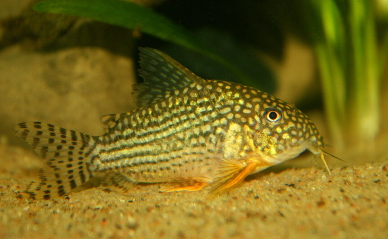 Corydoras Sterbai