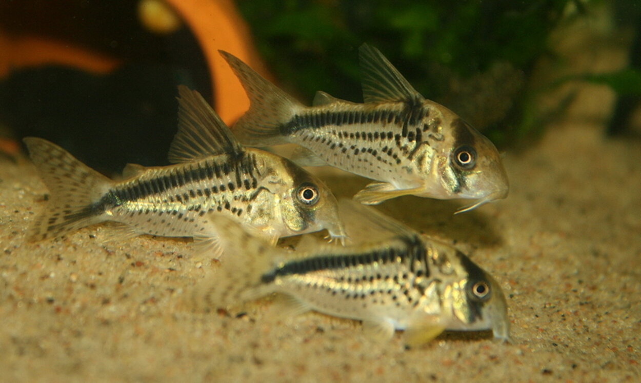 Corydoras Loxozonus