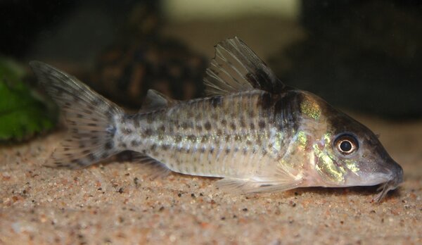 Corydoras blochi