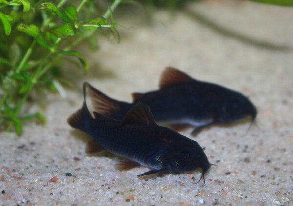 Corydoras sp. Venezuela Black