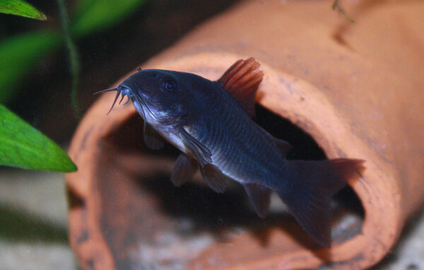 Corydoras sp. Venezuela Black