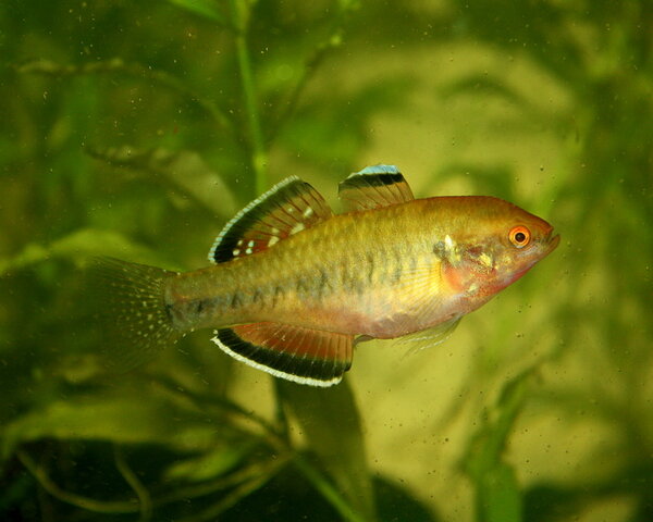 Hypseleotris Compressa