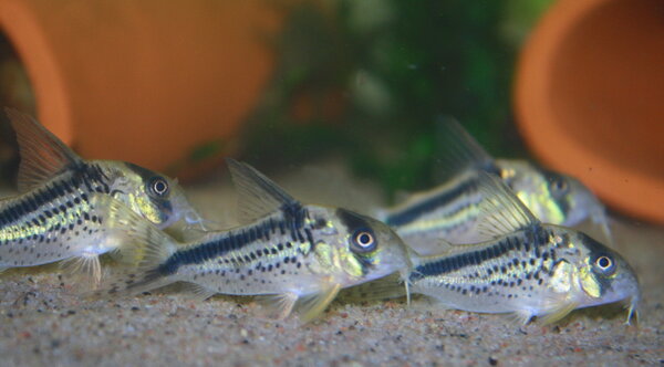 Corydoras Loxozonus