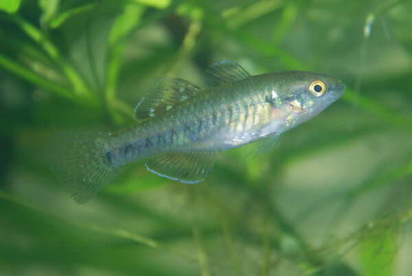 Hypseleotris compressa