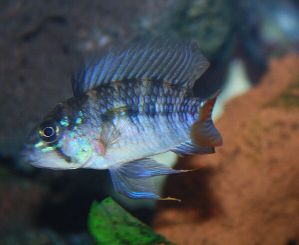 Apistogramma..