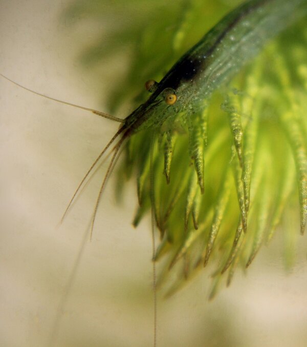 Caridina cf babaulti ssp green