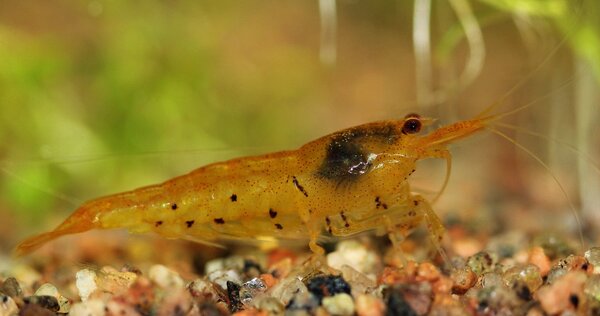 Caridina Serrata var. "Tangerine Tiger"