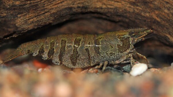 caridina cf. babaulti ssp. indian zebra