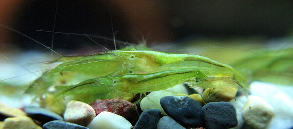 Caridina cf babaulti ssp green