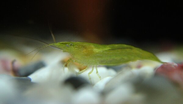 Caridina cf babaulti ssp green