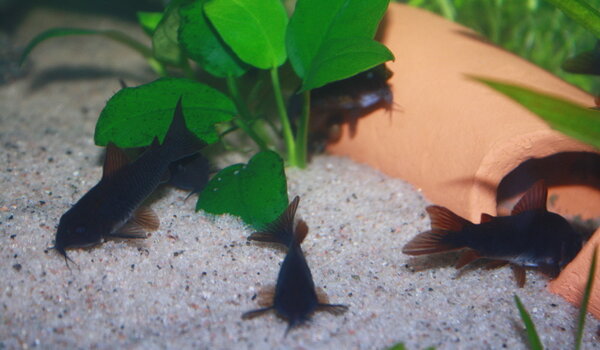 Corydoras sp. Venezuela Black