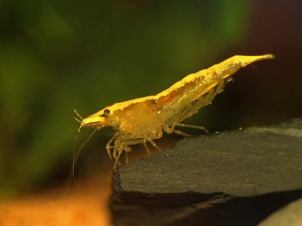 Neocaridina heteropoda var. yellow