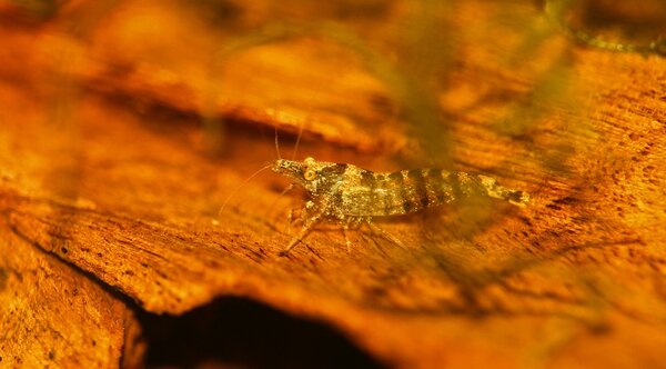 Caridina cf babaulti ssp indian zebra