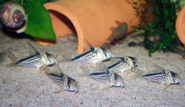 Corydoras Loxozonus