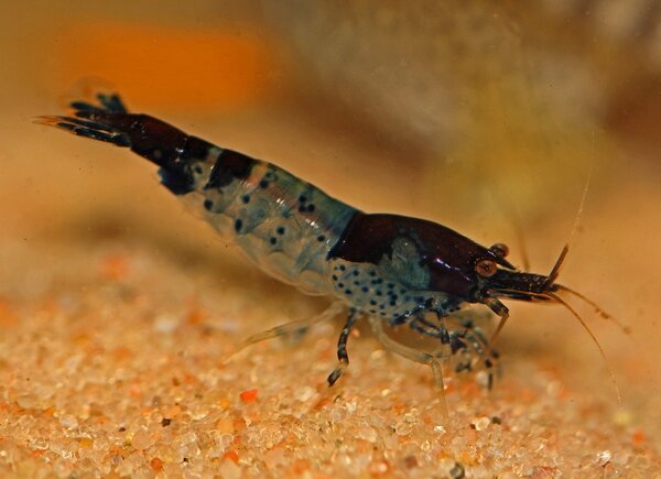 Caridina cf. cantonensis "Tiger"