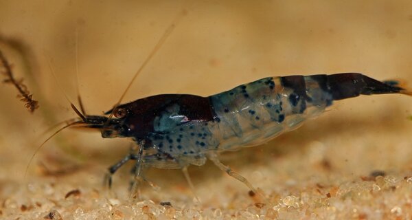 Caridina cf. cantonensis "Tiger"